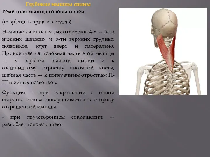 Глубокие мышцы спины Ременная мышца головы и шеи (m splenius