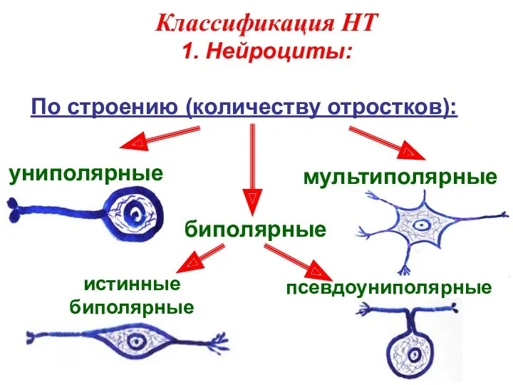 Классификация НТ 1. Нейроциты: По строению (количеству отростков): униполярные мультиполярные биполярные истинные биполярные псевдоуниполярные