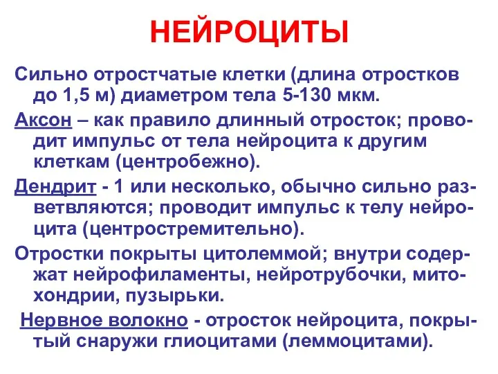 НЕЙРОЦИТЫ Сильно отростчатые клетки (длина отростков до 1,5 м) диаметром