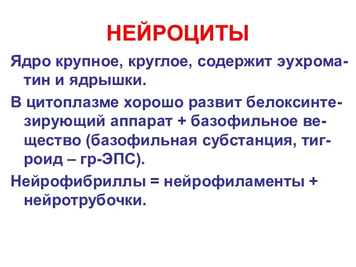 НЕЙРОЦИТЫ Ядро крупное, круглое, содержит эухрома-тин и ядрышки. В цитоплазме