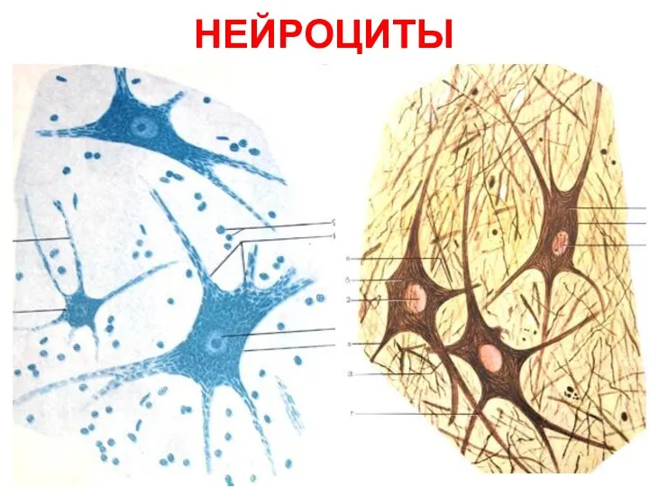 НЕЙРОЦИТЫ