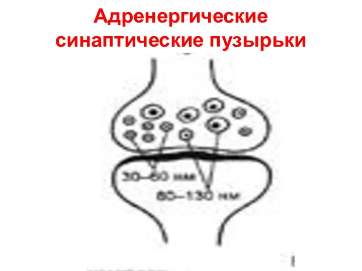 Адренергические синаптические пузырьки