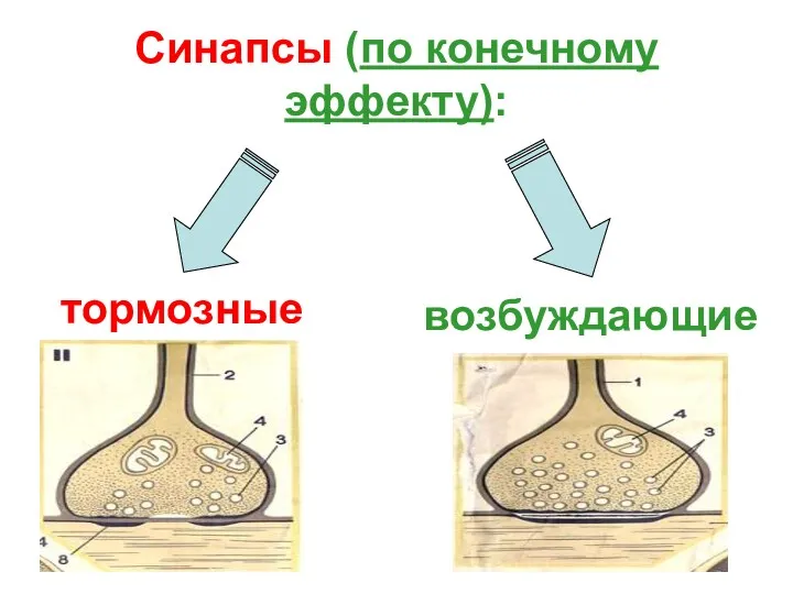 Синапсы (по конечному эффекту): тормозные возбуждающие