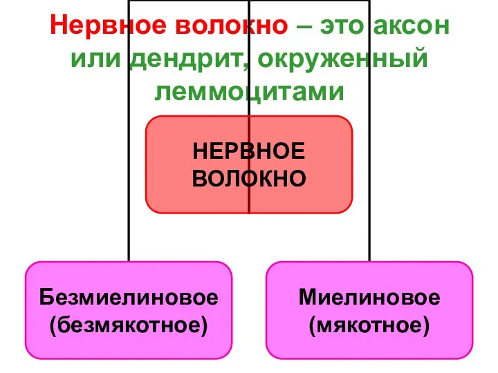 Нервное волокно – это аксон или дендрит, окруженный леммоцитами