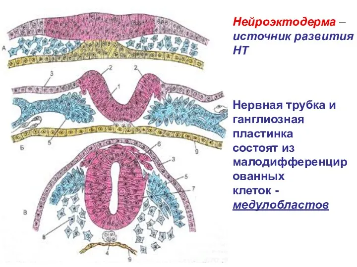 Нейроэктодерма – источник развития НТ Нервная трубка и ганглиозная пластинка состоят из малодифференцированных клеток - медулобластов