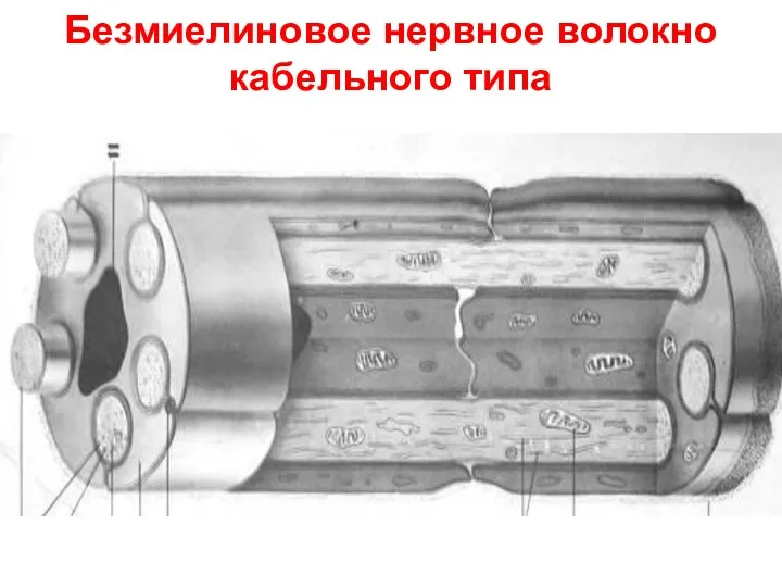 Безмиелиновое нервное волокно кабельного типа