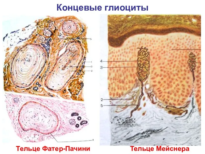 Концевые глиоциты Тельце Фатер-Пачини Тельце Мейснера