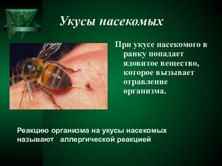Укусы насекомых При укусе насекомого в ранку попадает ядовитое вещество,