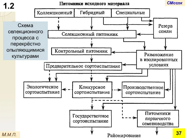 1.2 Схема селекционного процесса с перекрёстно опыляющимися культурами М.М.П. СМсспк