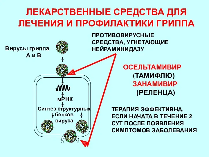 ЛЕКАРСТВЕННЫЕ СРЕДСТВА ДЛЯ ЛЕЧЕНИЯ И ПРОФИЛАКТИКИ ГРИППА