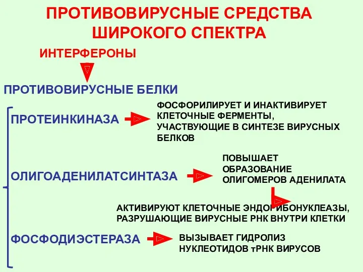 ПРОТЕИНКИНАЗА ОЛИГОАДЕНИЛАТСИНТАЗА ФОСФОДИЭСТЕРАЗА ФОСФОРИЛИРУЕТ И ИНАКТИВИРУЕТ КЛЕТОЧНЫЕ ФЕРМЕНТЫ, УЧАСТВУЮЩИЕ В