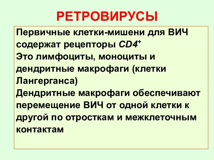 РЕТРОВИРУСЫ Первичные клетки-мишени для ВИЧ содержат рецепторы CD4+ Это лимфоциты,