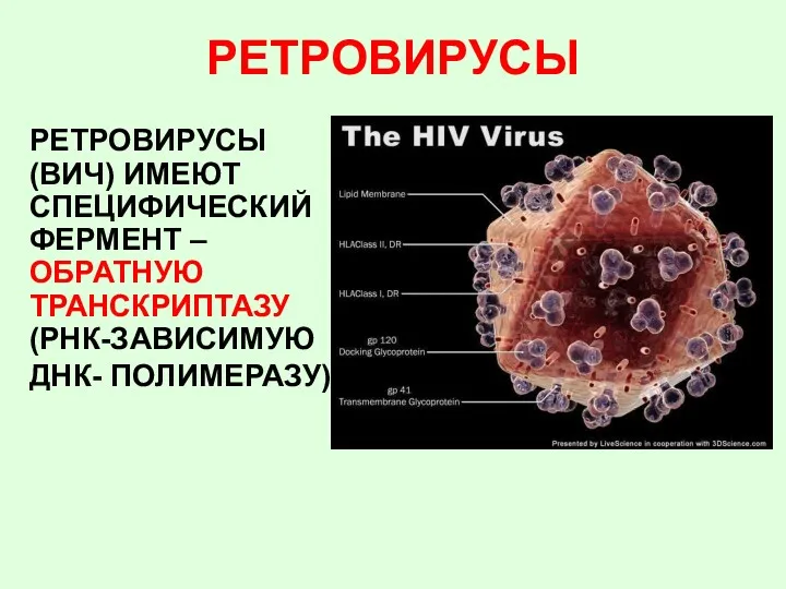 РЕТРОВИРУСЫ РЕТРОВИРУСЫ (ВИЧ) ИМЕЮТ СПЕЦИФИЧЕСКИЙ ФЕРМЕНТ – ОБРАТНУЮ ТРАНСКРИПТАЗУ (РНК-ЗАВИСИМУЮ ДНК- ПОЛИМЕРАЗУ)