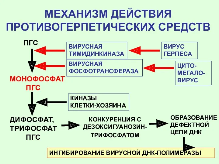 МЕХАНИЗМ ДЕЙСТВИЯ ПРОТИВОГЕРПЕТИЧЕСКИХ СРЕДСТВ