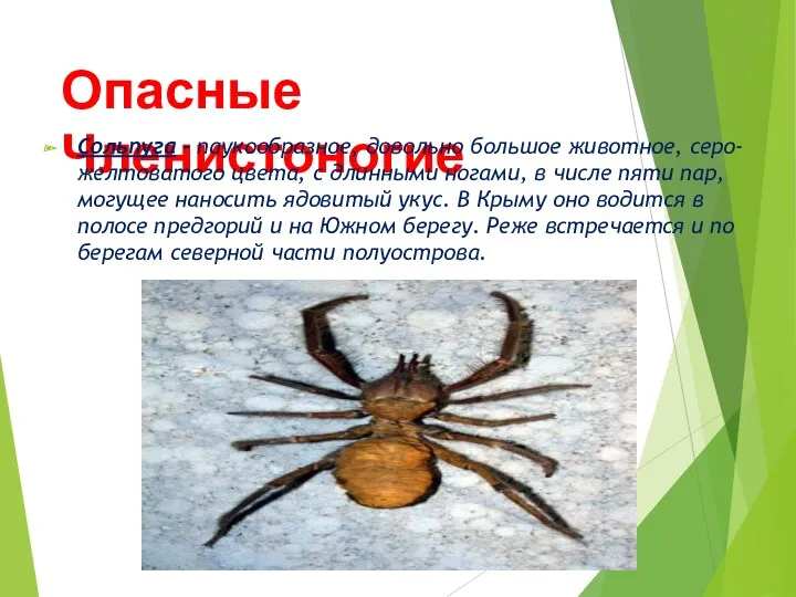 Опасные Членистоногие Сольпуга - паукообразное, довольно большое животное, серо-желтоватого цвета,