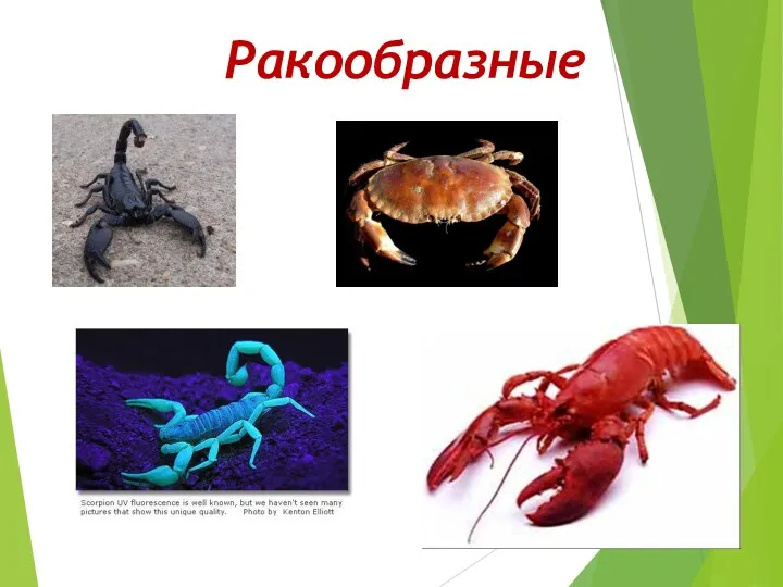 Ракообразные