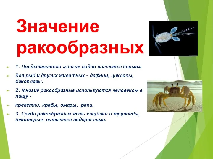 Значение ракообразных 1. Представители многих видов являются кормом для рыб