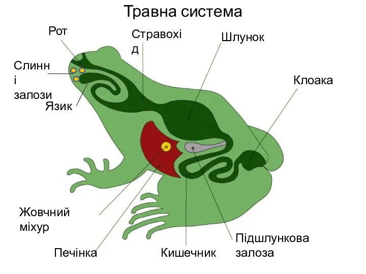 Травна система † Рот Стравохід Шлунок Клоака Язик Підшлункова залоза