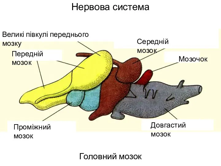 Нервова система Головний мозок † Передній мозок Великі півкулі переднього