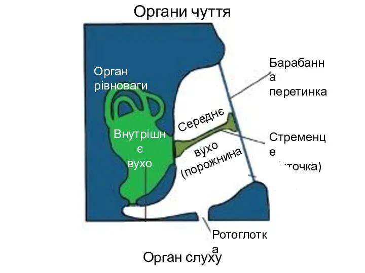 Органи чуття Орган слуху † Ротоглотка Середнє вухо (порожнина) Барабанна