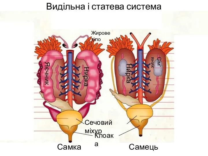 Видільна і статева система Самка Самець † Клоака Сечовий міхур Нирка Нирка Сім’яник Яєчник Жирове тіло