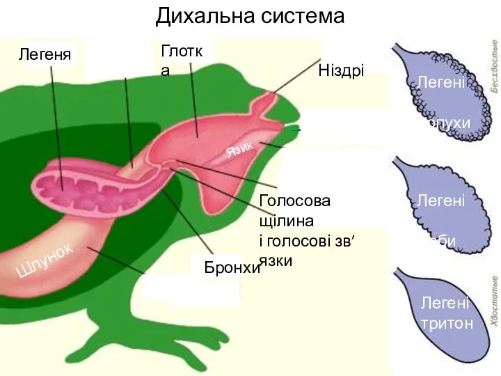 Дихальна система † Легеня Ніздрі х Язик Глотка Бронхи Шлунок