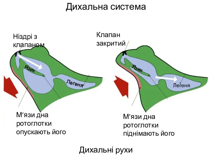 Дихальна система Дихальні рухи † х Ніздрі з клапаном Клапан