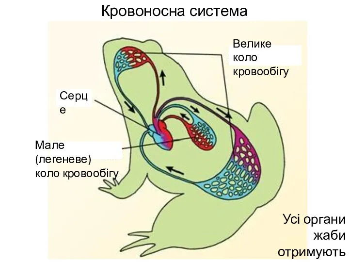 Кровоносна система † Велике коло кровообігу Мале (легеневе) коло кровообігу