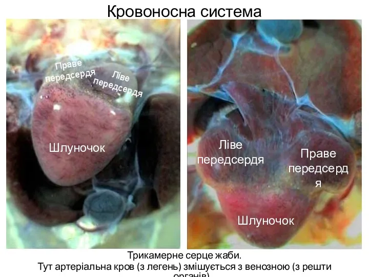 Кровоносна система Трикамерне серце жаби. Тут артеріальна кров (з легень)