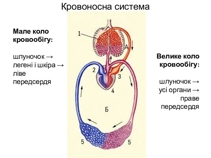 Кровоносна система † Мале коло кровообігу: шлуночок → легені і