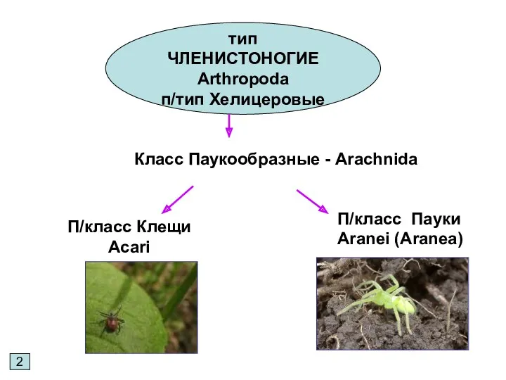 тип ЧЛЕНИСТОНОГИЕ Arthropoda п/тип Хелицеровые 2 Класс Паукообразные - Arachnida