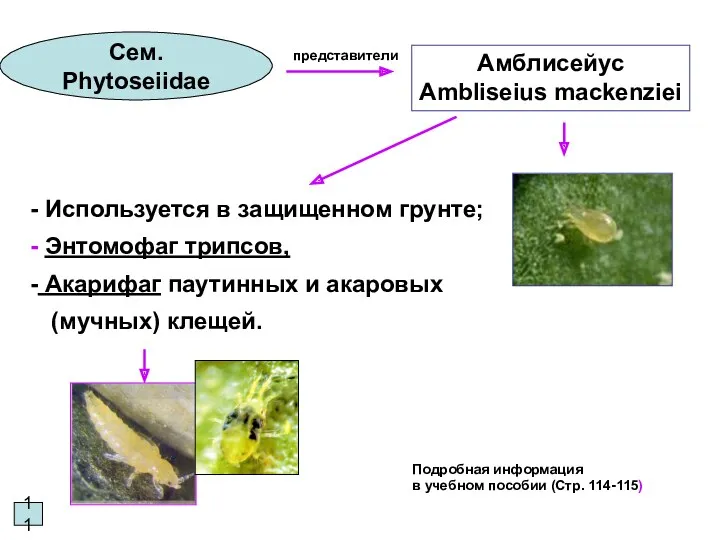 11 Сем. Phytoseiidae Используется в защищенном грунте; Энтомофаг трипсов, Акарифаг