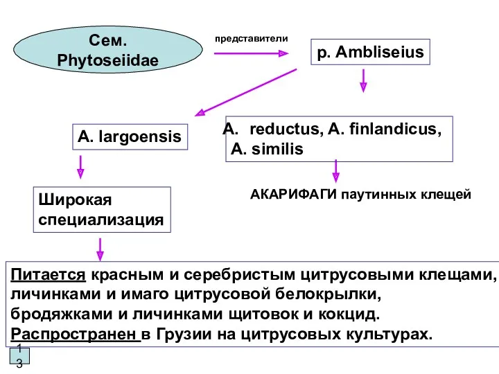 13 Сем. Phytoseiidae р. Ambliseius представители АКАРИФАГИ паутинных клещей Широкая