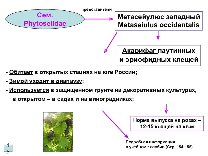 15 Сем. Phytoseiidae Метасейулюс западный Metaseiulus occidentalis представители Акарифаг паутинных