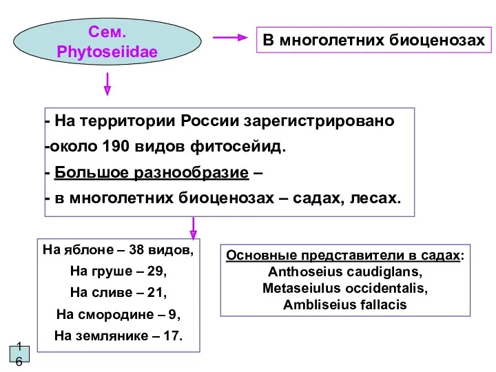 16 Сем. Phytoseiidae Основные представители в садах: Anthoseius caudiglans, Metaseiulus