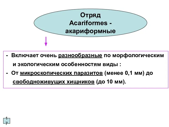 17 Отряд Acariformes - акариформные Включает очень разнообразные по морфологическим