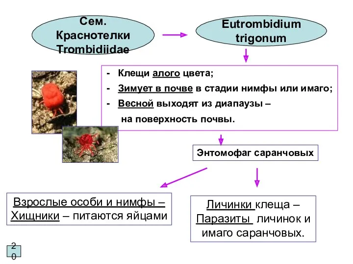 20 Сем. Краснотелки Trombidiidae Eutrombidium trigonum Взрослые особи и нимфы