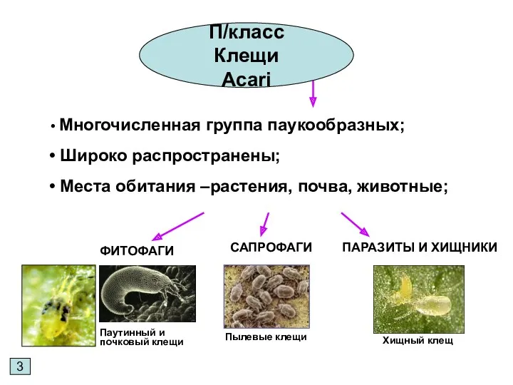 3 П/класс Клещи Acari Многочисленная группа паукообразных; Широко распространены; Места