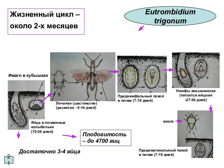 21 Eutrombidium trigonum Жизненный цикл – около 2-х месяцев Достаточно