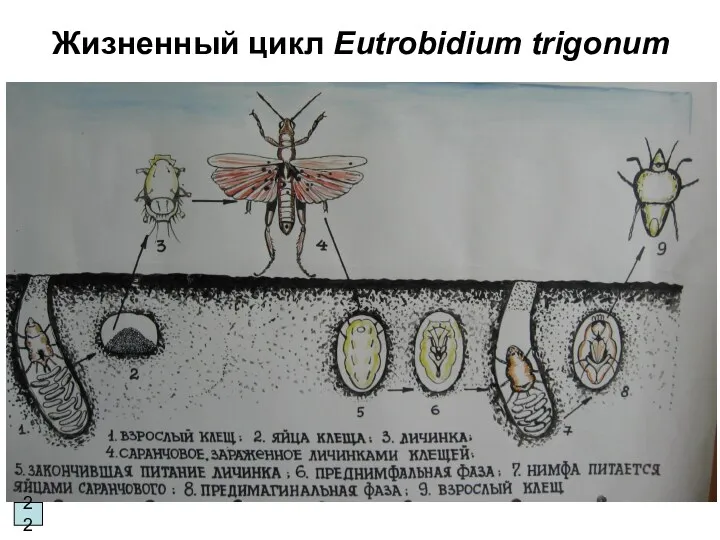 Жизненный цикл Eutrobidium trigonum 22