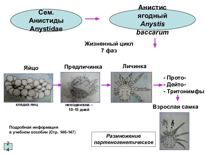 24 Сем. Анистиды Anystidae Анистис ягодный Anystis baccarum Подробная информация