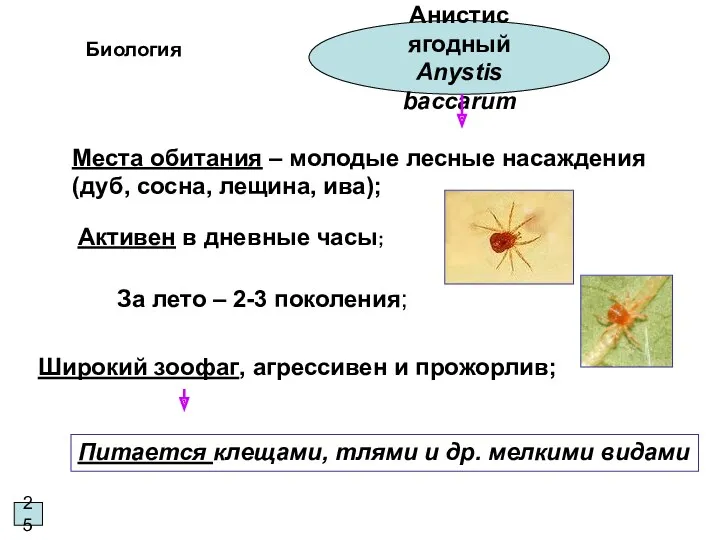 25 Анистис ягодный Anystis baccarum Биология Места обитания – молодые
