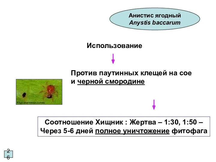 26 Анистис ягодный Anystis baccarum Использование Против паутинных клещей на