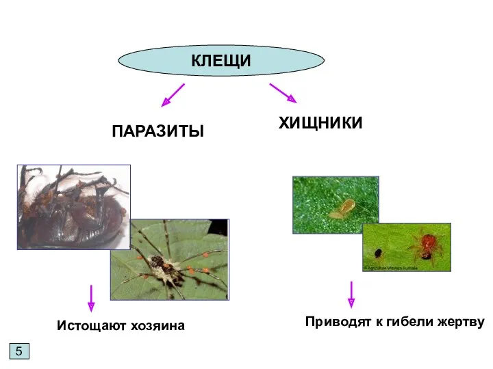 5 КЛЕЩИ ПАРАЗИТЫ ХИЩНИКИ Истощают хозяина Приводят к гибели жертву