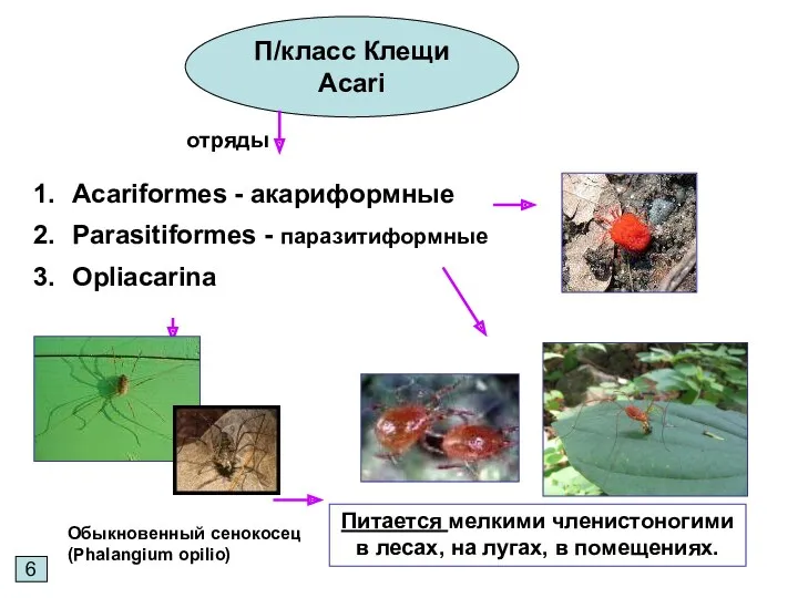 6 П/класс Клещи Acari Acariformes - акариформные Parasitiformes - паразитиформные