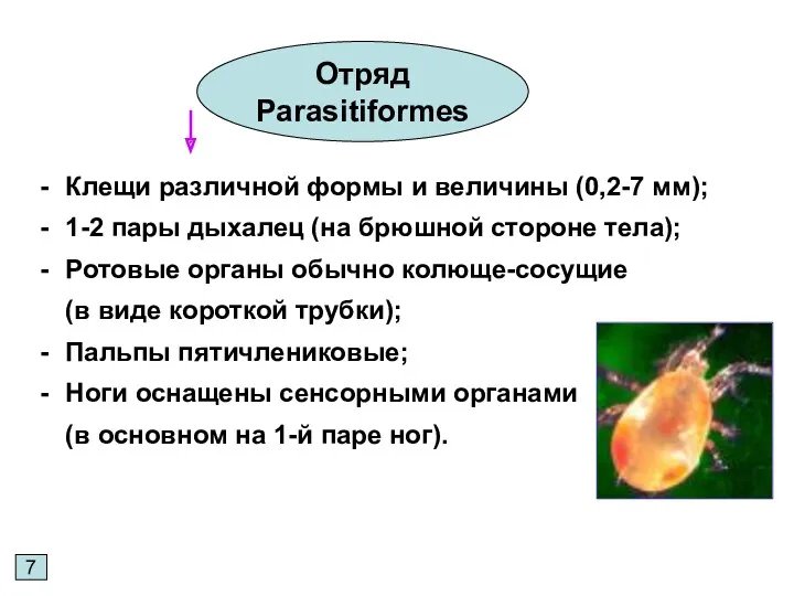7 Отряд Parasitiformes Клещи различной формы и величины (0,2-7 мм);