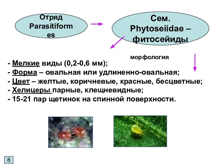 8 Отряд Parasitiformes Сем. Phytoseiidae – фитосейиды Мелкие виды (0,2-0,6