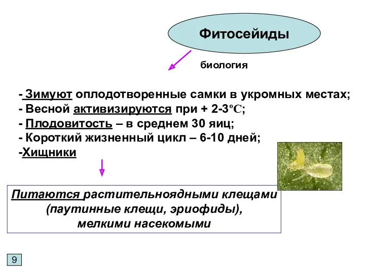 9 Фитосейиды Зимуют оплодотворенные самки в укромных местах; Весной активизируются