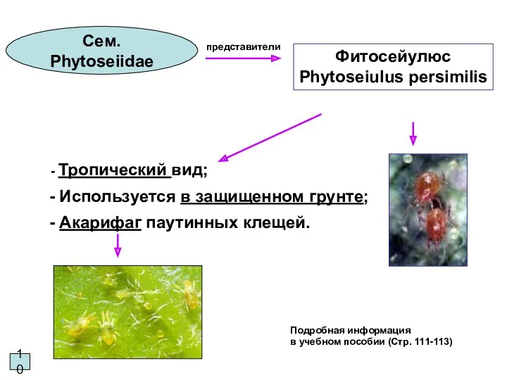 10 Сем. Phytoseiidae Тропический вид; Используется в защищенном грунте; Акарифаг