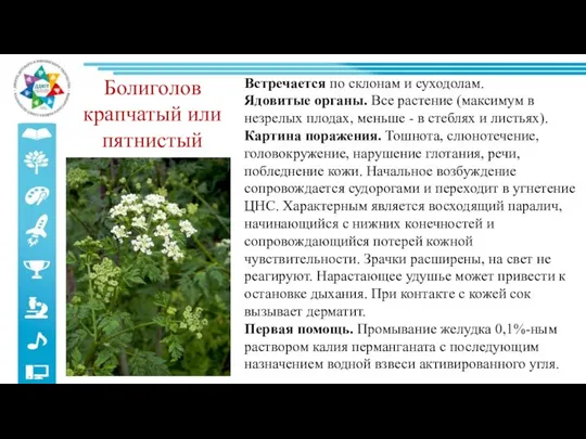 Болиголов крапчатый или пятнистый Встречается по склонам и суходолам. Ядовитые